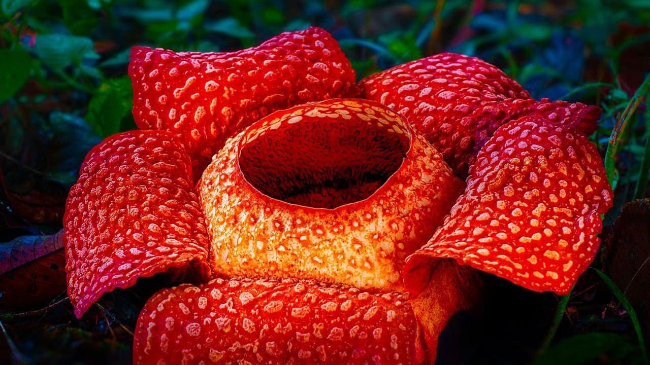 جهان‌های استوایی